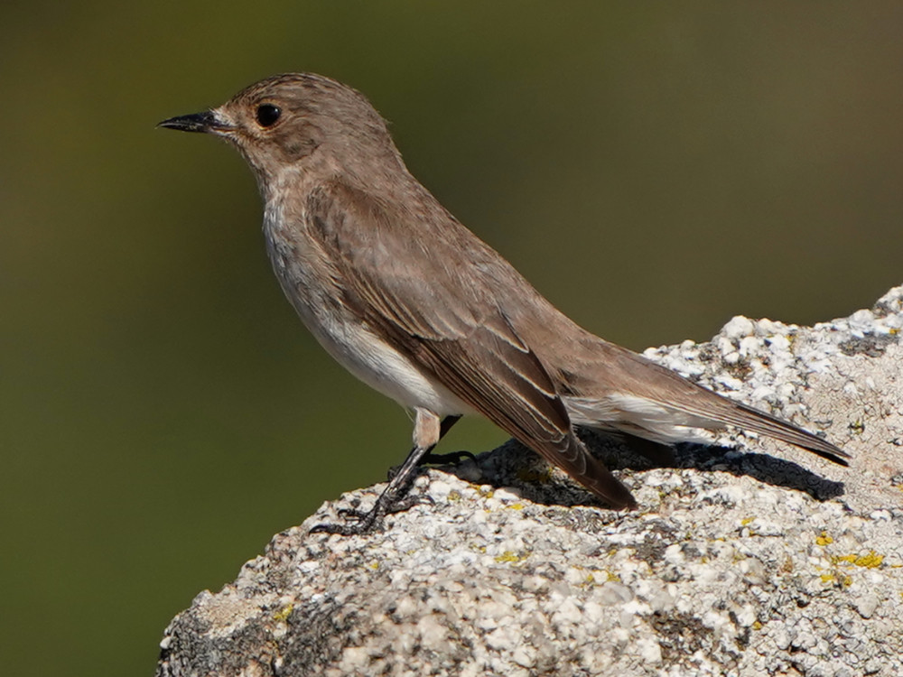 image Mediterranean Flycatcher